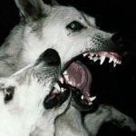 wilderanima icon